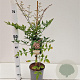 Nandina domestica 40-50 cm 2,5L