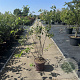 Amelanchier lamarckii 100-125 cm 15L