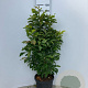 Magnolia 'Susan' 100-125 cm 20L