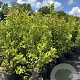 Magnolia 'Susan' 100-125 cm 20L
