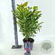 Magnolia 'Susan' 40-50 cm 5,0L