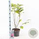 Magnolia 'Susan' 40-50 cm 5,0L