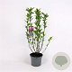 Magnolia 'Susan' 60-80 cm 5,0L