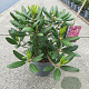 Rhododendron 'Roseum Elegans' 30-40 cm 5,0L