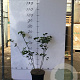 Viburnum opulus 'Roseum' 60-80 cm 7,5L