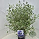 Caryopteris cland. 'Heavenly Blue' 40-60 cm 10L