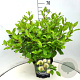 Cephalanthus occidentalis 40-60 cm 10L