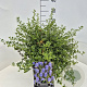 Ceanothus thyrsiflorus repens 40-50 cm 10L