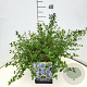 Ceanothus thyrsiflorus repens 40-50 cm 10L