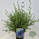 Ceanothus thyr. 'Skylark' 40-50 cm 10L