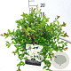 Chaenomeles sup. 'Jet Trail' 40-50 cm 10L