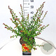 Chaenomeles sup. 'Orange Trail' 40-50 cm 10L