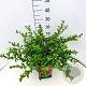 Chaenomeles sup. 'Red Trail' 40-50 cm 10L