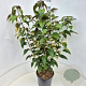 Clerodendrum trichotomum fargesii 80-100 cm 10L