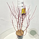 Cornus alba 'Aurea' 60-80 cm 10L