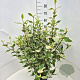 Cornus alba 'Sibirica Variegata' 60 cm 10L
