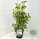 Cornus florida 80-100 cm 10L