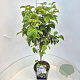 Cornus florida 80-100 cm 10L