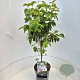 Cornus florida 80-100 cm 10L