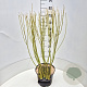 Cornus sericea 'Flaviramea' 60-80 cm 10L