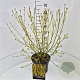 Cornus sericea 'Flaviramea' 60-80 cm 10L