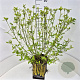 Cornus sericea 'Flaviramea' 60-80 cm 10L