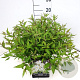 Deutzia gracilis 'Nikko' 30-40 cm 10L