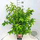 Deutzia hybrida 'Strawberry Fields' 60-80 cm 10L