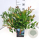 Distylium Blue Cascade 30-40 cm 10L