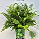 Dryopteris filix-mas 40 cm 10L