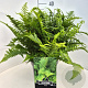 Dryopteris filix-mas 40 cm 10L
