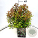 Drimys lanceolata 30-40 cm 10L