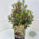 Drimys lanceolata 30-40 cm 10L