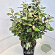 Elaeagnus ebb. 'Compacta' 50-60 cm 20L
