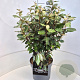 Elaeagnus ebb. 'Compacta' 50-60 cm 20L