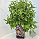 Elsholtzia stauntonii 40-60 cm 10L