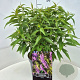 Elsholtzia stauntonii 40-60 cm 10L