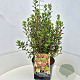 Enkianthus camp. 'Red Bells' 50-60 cm 20L
