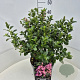 Escallonia laevis Pink Elle 40-50 cm 10L