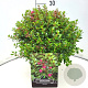Escallonia 'Red Dream' 30-40 cm 10L
