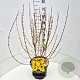 Forsythia int. Minigold 60-80 cm 10L
