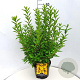 Forsythia int. Minigold 60-80 cm 10L