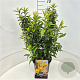 Forsythia int. Minigold 60-80 cm 10L