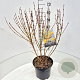 Forsythia int. 'Spectabilis' 60-80 cm 10L