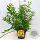 Forsythia int. 'Spectabilis' 60-80 cm 10L