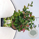 Fothergilla major 30-40 cm 10L
