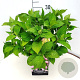 Hydrangea m. 'Bouquet Rose' 30-40 cm 10L