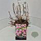 Hydrangea m. 'Bouquet Rose' 30-40 cm 10L