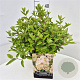 Hydrangea pan. 'Grandiflora' 30-40 cm 10L