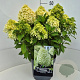 Hydrangea pan. Little Spooky 40-50 cm 10L
